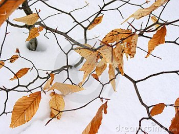 dry-leaves-snow-570321